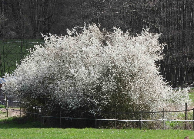 47 DSCN1626 1c