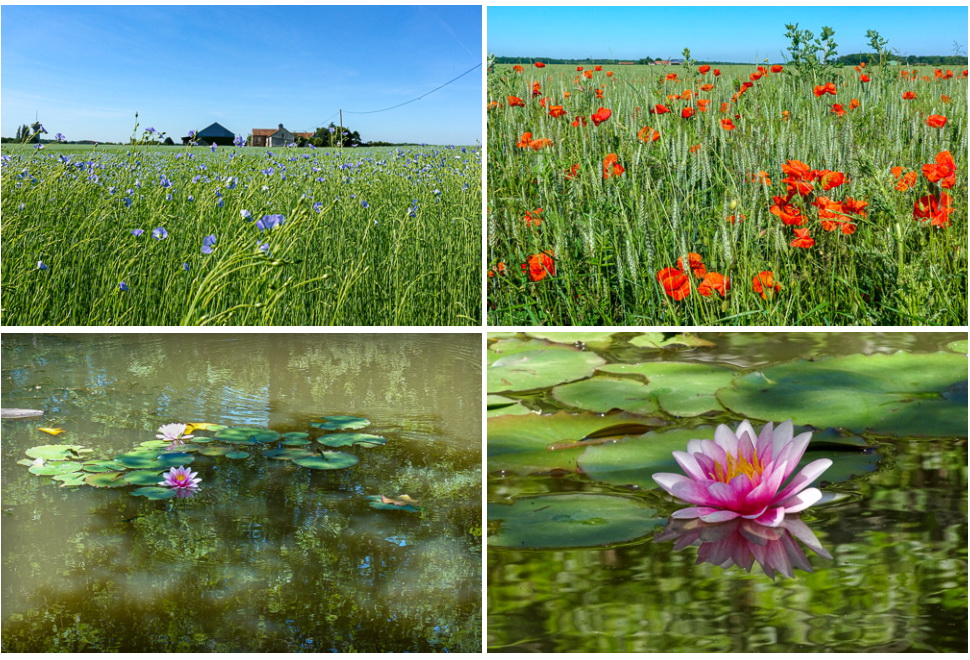 Montage Fleurs
